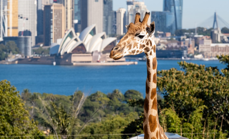 Taronga Zoo.jpg