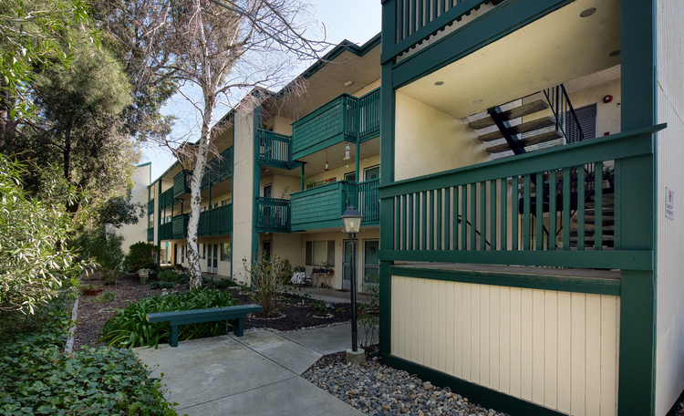carmel pines.jpg