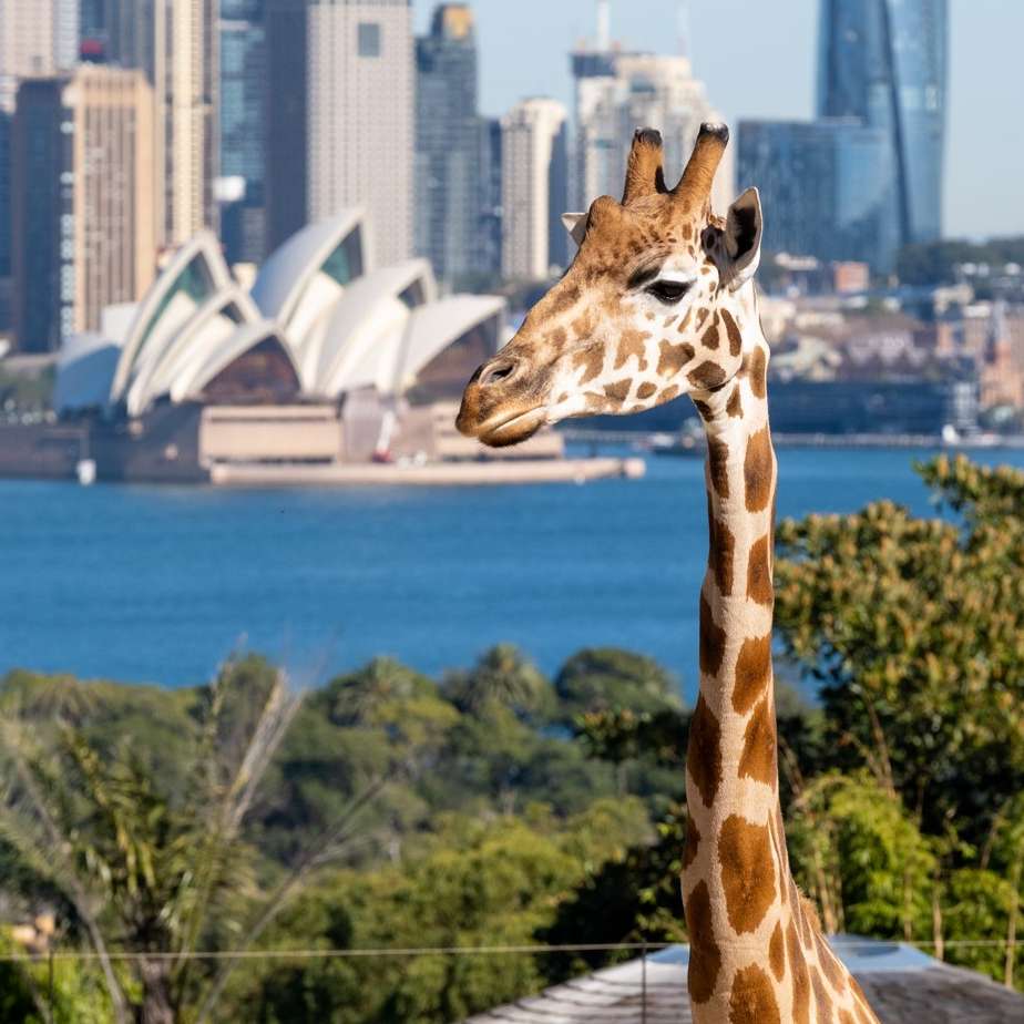 Taronga Zoo.jpg